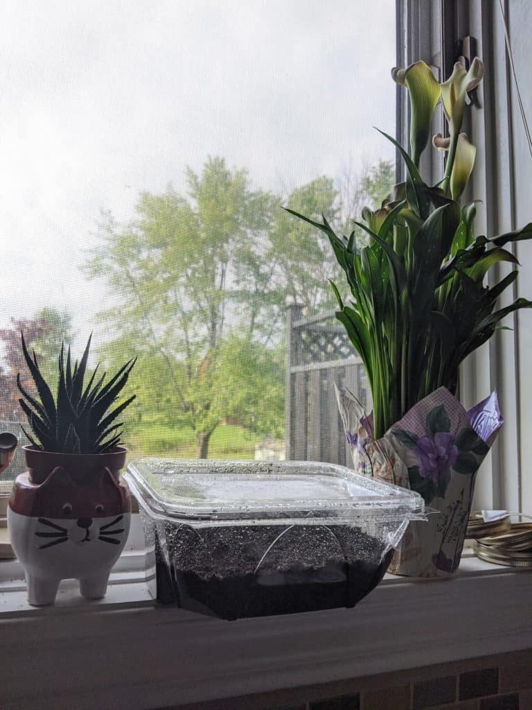 Mini greenhouse in between two plants.