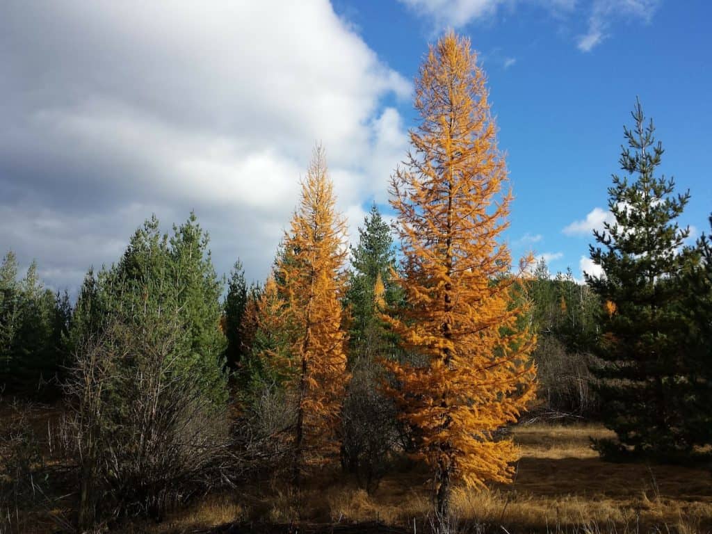 Tamarack trees in a forest.