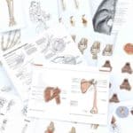 Medical Illustration: Drawing Art and Science Together