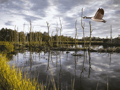 Pixel art of a goose flying over marshy lake.