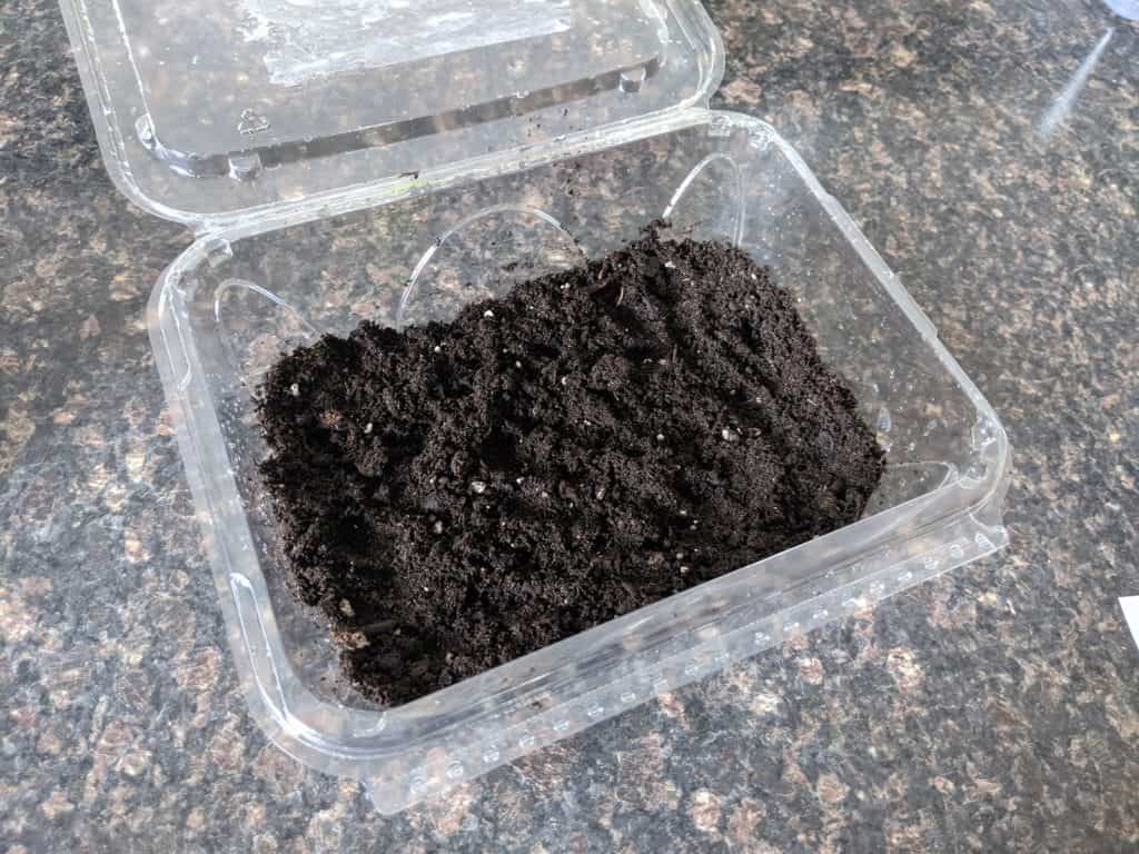 A mini greenhouse created out of a empty plastic dish, some dirt and lots of water to create an incubator for the seeds to grow.