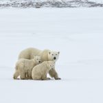 A polar bear group, an adult and two cubs in the wild.