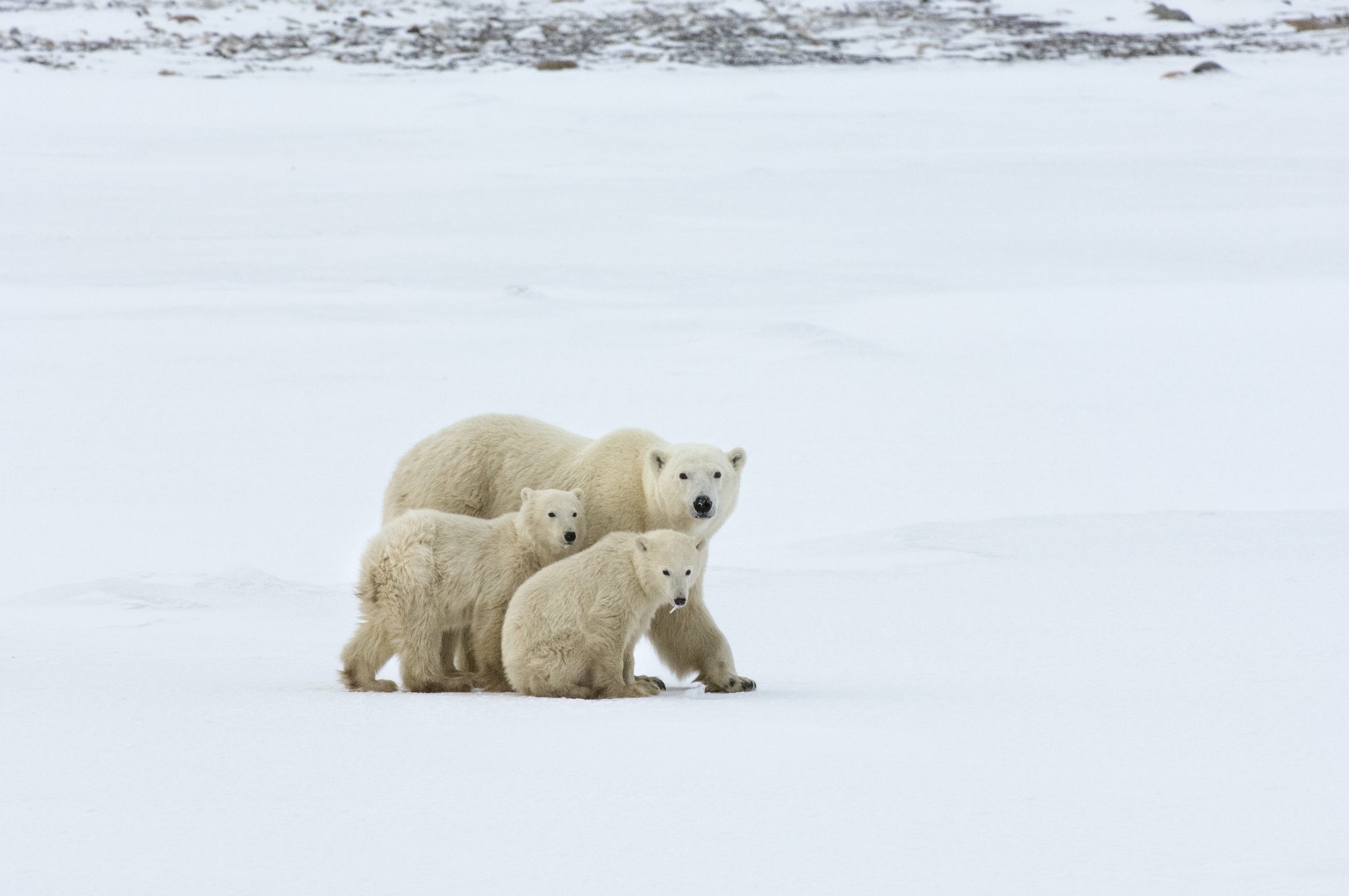 Bear group. Группа белый медведь. Немецкая группа с белым медведем. Текстильный белый медведь. Белые медведи команда поддержка.