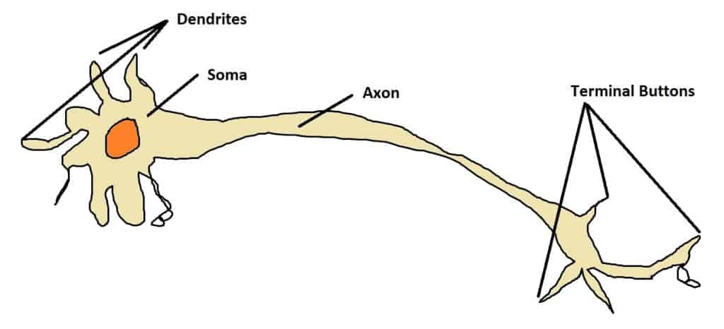 A visual representation of neurons.
