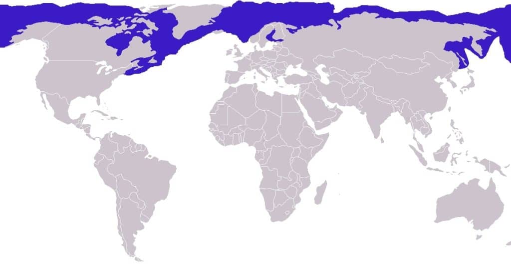 A of the map of the world with blue highlighted areas in the Arctic oceans where the ringed seals live.