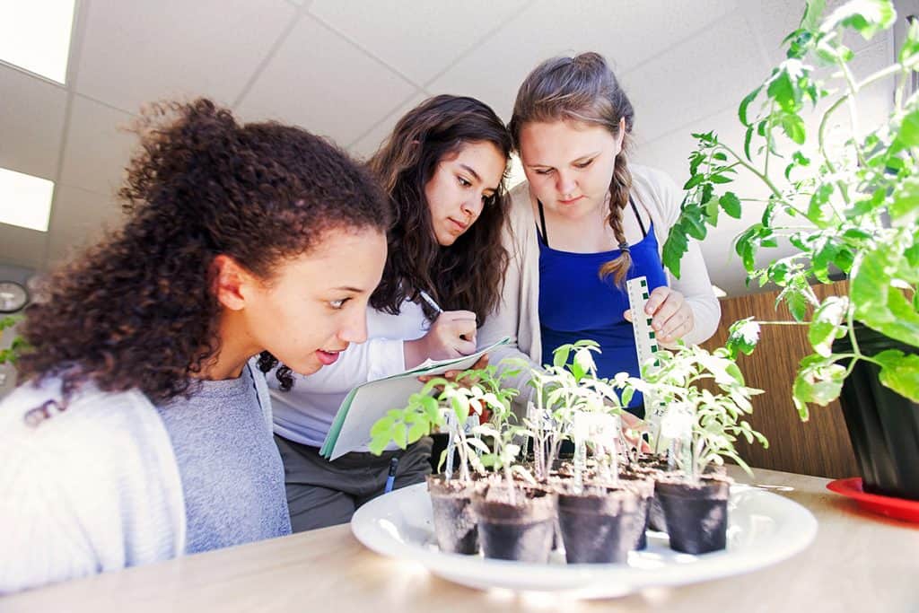Three students observing the growth of their tomato plants