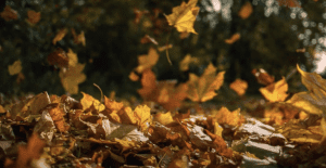 Yellow and orange leaves falling onto the ground.