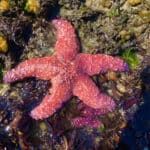 Searching for Sea Stars