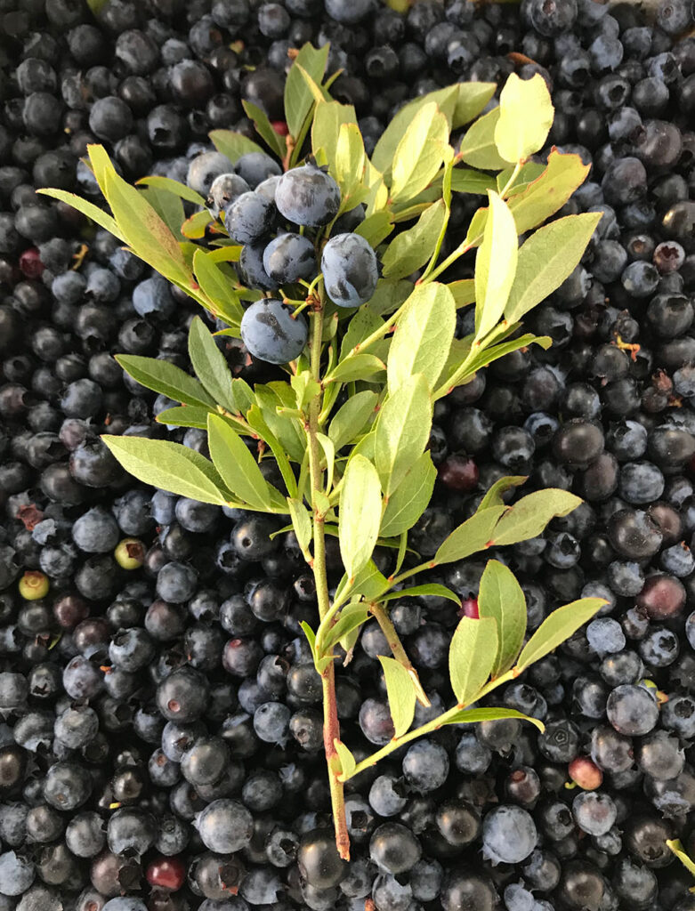 A sprig of wild blueberries lays atop a spread of picked blueberries.