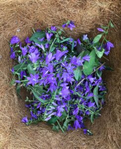 A bunch of bright purple harebell flowers and green leaves.